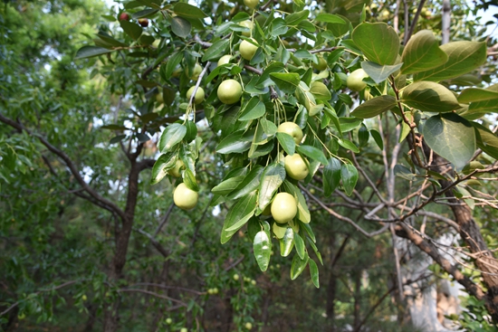 春華秋實(shí)之果實(shí)篇86