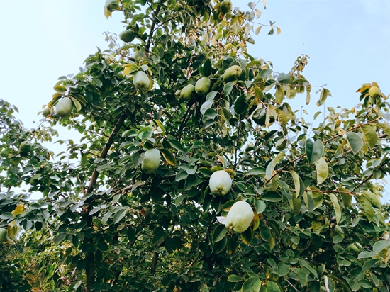 春華秋實(shí)之果實(shí)篇86