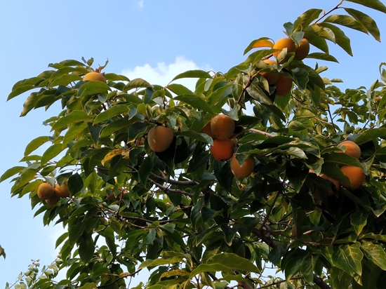 春華秋實(shí)之果實(shí)篇86