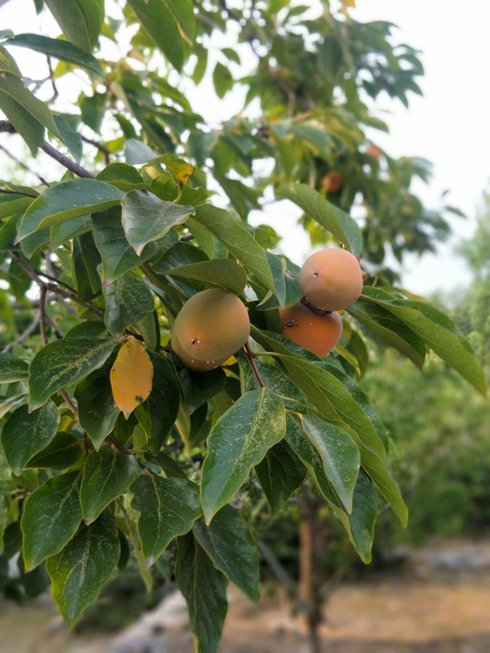 春華秋實(shí)之果實(shí)篇86