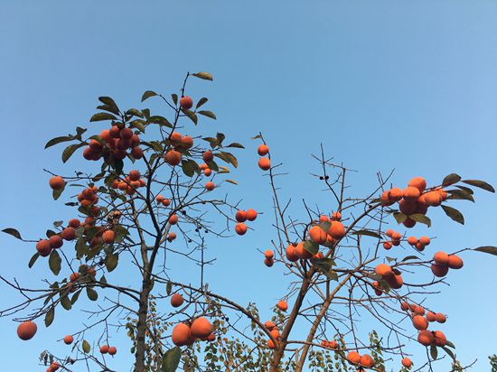 “醉美”重山秋（二）2