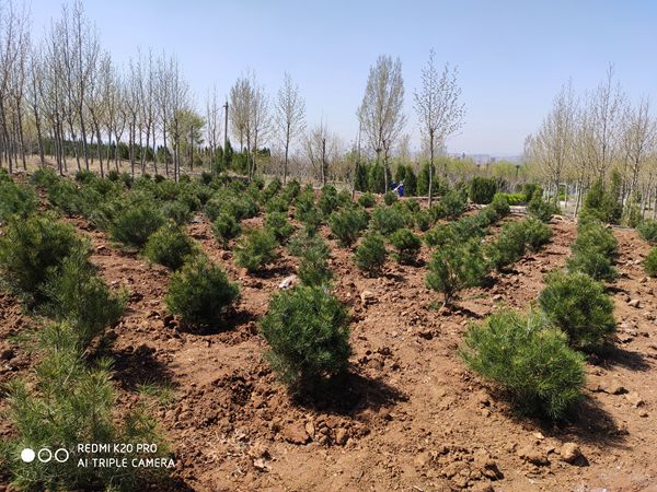 植樹(shù)造林 魯中水泥再行動(dòng)35