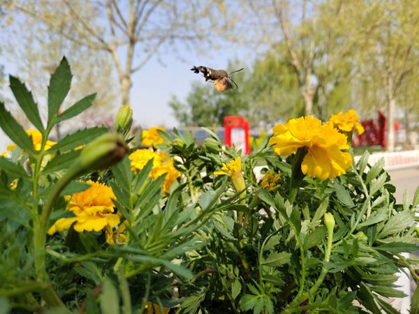 【重山影像】重山春已到 奮斗正當時(shí)（五）2