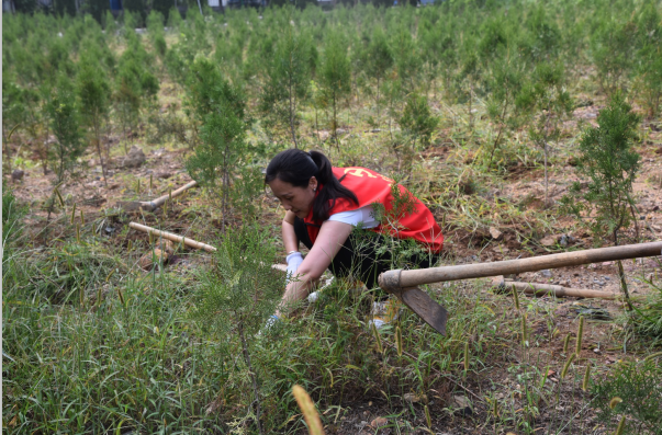 黨員動(dòng)起來(lái) 環(huán)境靚起來(lái)——集團機關(guān)黨支部組織志愿服務(wù)活動(dòng)22