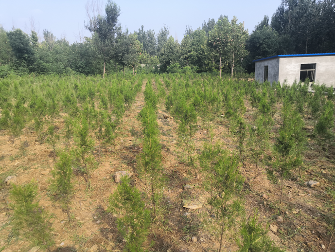 黨員動(dòng)起來(lái) 環(huán)境靚起來(lái)——集團機關(guān)黨支部組織志愿服務(wù)活動(dòng)22